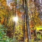 Τι μπορούμε να κάνουμε για να διατηρηθεί η ποικιλομορφία