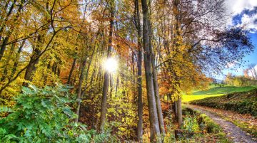 ποικιλομορφία