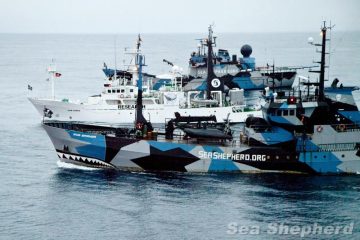 Sea Shepherd