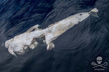 Sea Shepherd
