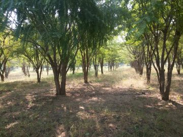 amla emblica officinalis