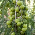 Θεραπευτικές χρήσεις του amla (emblica officinalis)