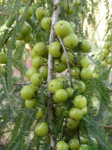 amla emblica officinalis