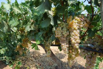 georgas wines
