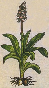 Διοσκουρίδη