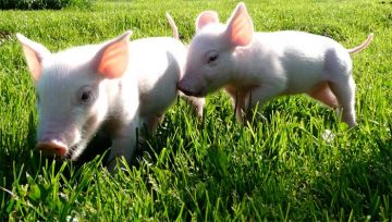 ΒΙΟΛΟΓΙΚΟ ΧΟΙΡΙΝΟ