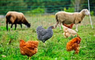 βιολογική Κτηνοτροφία