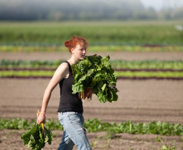 Βιοδυναμική καλλιέργεια