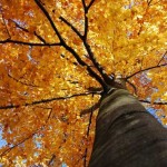 Δελτίο υγείας της Αγιουρβέδα – Υγεία το χειμώνα