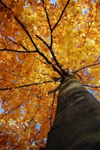 Αγιουρβέδα