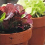 Στο βάθος κήπος