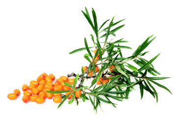 Seabuckthorn / Ιπποφαές