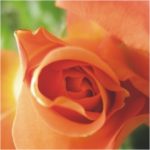 Ο Κήπος με τα Ρόδα (Gulistan)