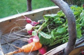 λαχανόπηπο