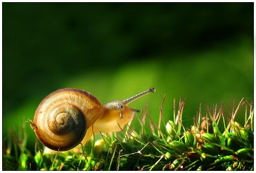 Εκτροφή σαλιγκαριών