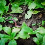 Αναπτύσσοντας μια νέα σχέση με τη γη