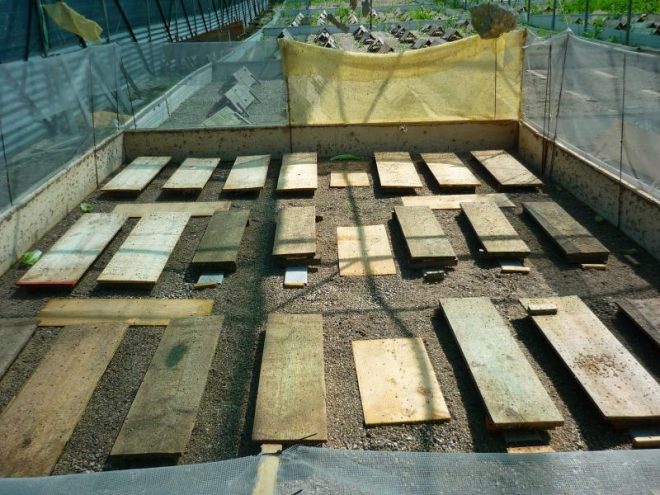 Εκτροφή σαλιγκαριών