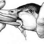 Φουά γκρα – εκλεκτό έδεσμα «η φρίκη»