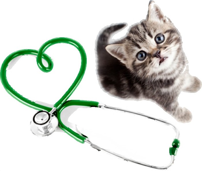 pet health