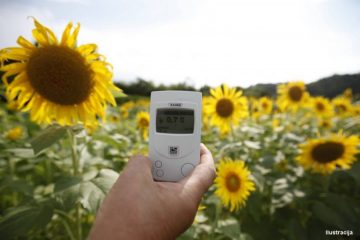 ηλιοτρόπια