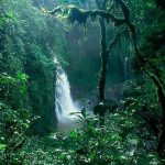 Ελπίδα για τους καρκινοπαθείς από φυτό της Αμαζονίας