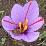 Κρόκος «Το χρυσαφένιο βότανο»