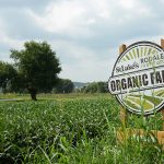 Η βιολογική γεωργία ανώτερη της συμβατικής