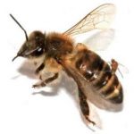 Παρασιτική μύγα σκοτώνει τις μέλισσες