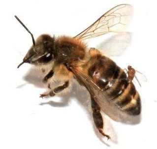 μελισσες ccd