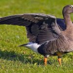 Οι ωραίες της Νορβηγίας στη λίμνη Κερκίνη