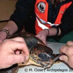 Διάσωση χελώνας Caretta caretta στη Σάμο –  Γλίτωσε από το αγκίστρι, τη… «δάγκωσε» η Ολυμπιακή