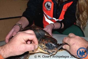 Διάσωση χελώνας