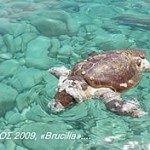 Οι θαλάσσιες χελώνες βρίσκουν πάντα το δρόμο τους