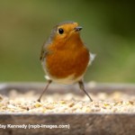 Οι νέοι αναζητούν την κοινωνική ευθύνη