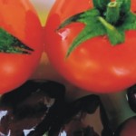 Για την ανικανότητα: Ντομάτες και ελαιόλαδο