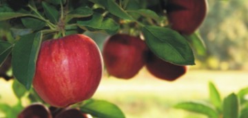 βιολογικά μήλα