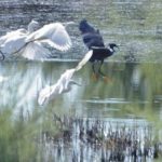 Πουλί που ζει αποκλειστικά στην Αφρική εθεάθη στον Αχελώο