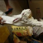 «Όχι πειράματα σε ζώα» και για την Κίνα