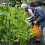 Todmorden: η μικρή αγγλική πόλη με τη διατροφική αυτάρκεια