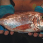 Μη ψαρώνεις!