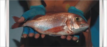 απομακρυσμένα νησιά