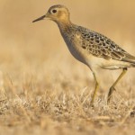 Σπάνια άφιξη στο «Ελευθέριος Βενιζέλος»: ο Τρυγγίτης νέο είδος για την ελληνική ορνιθοπανίδα