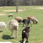 H κλιματική αλλαγή ευνοεί τις ζωονόσους