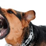 Επαναδιατύπωση του ορισμού για τα «επιθετικά ζώα»