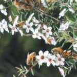 Κατά της ανάπτυξης καρκινικών όγκων το μέλι Μανούκα