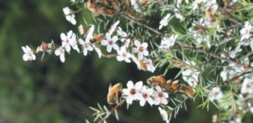 μέλι Μανούκα