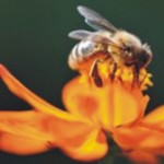 Το δηλητήριο μέλισσας πιθανό όπλο ενάντια στον ιό HIV