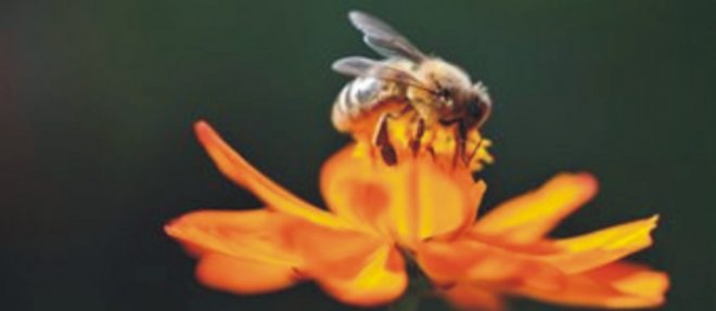 δηλητήριο μέλισσας