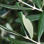 Αποκαθίσταται η φήμη των φύλλων της ελιάς
