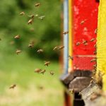 Οι εξατμίσεις εμποδίζουν τις μέλισσες να εντοπίσουν τα αρώματα των λουλουδιών